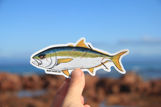 (Sticker 010) Yellow Tail King Fish (Kingie)