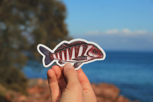 (Sticker 007) Banded Morwong