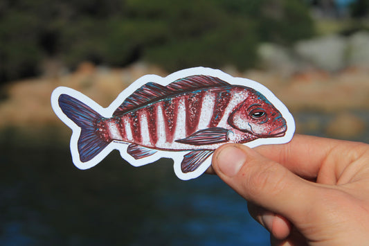 (Sticker 007) Banded Morwong