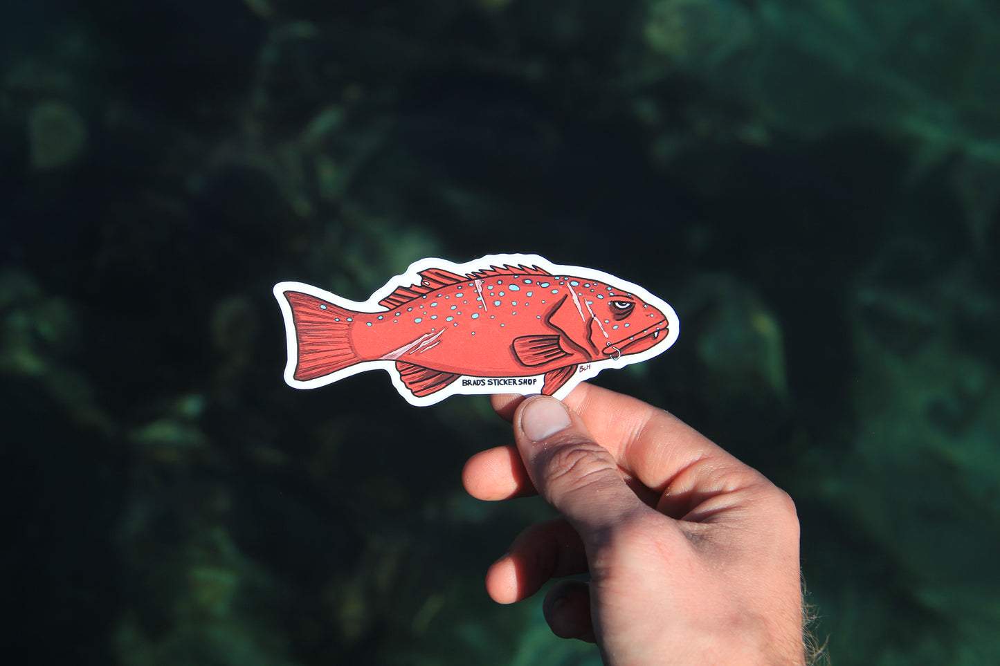 (Sticker 026) Coral Trout